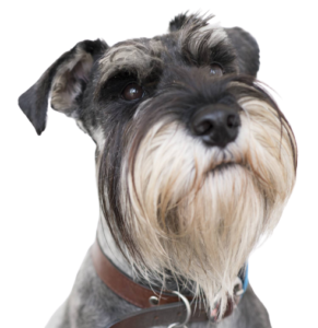 schnauzer schnauzers