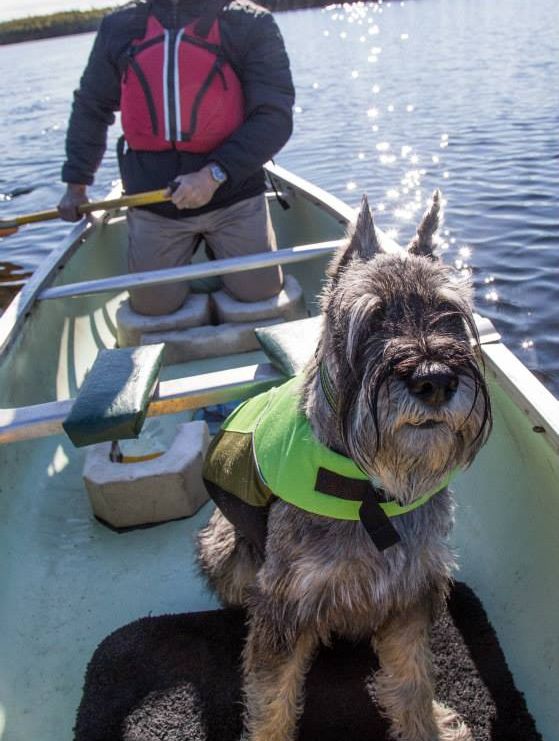 Breed History - Castlewood Standard Schnauzers